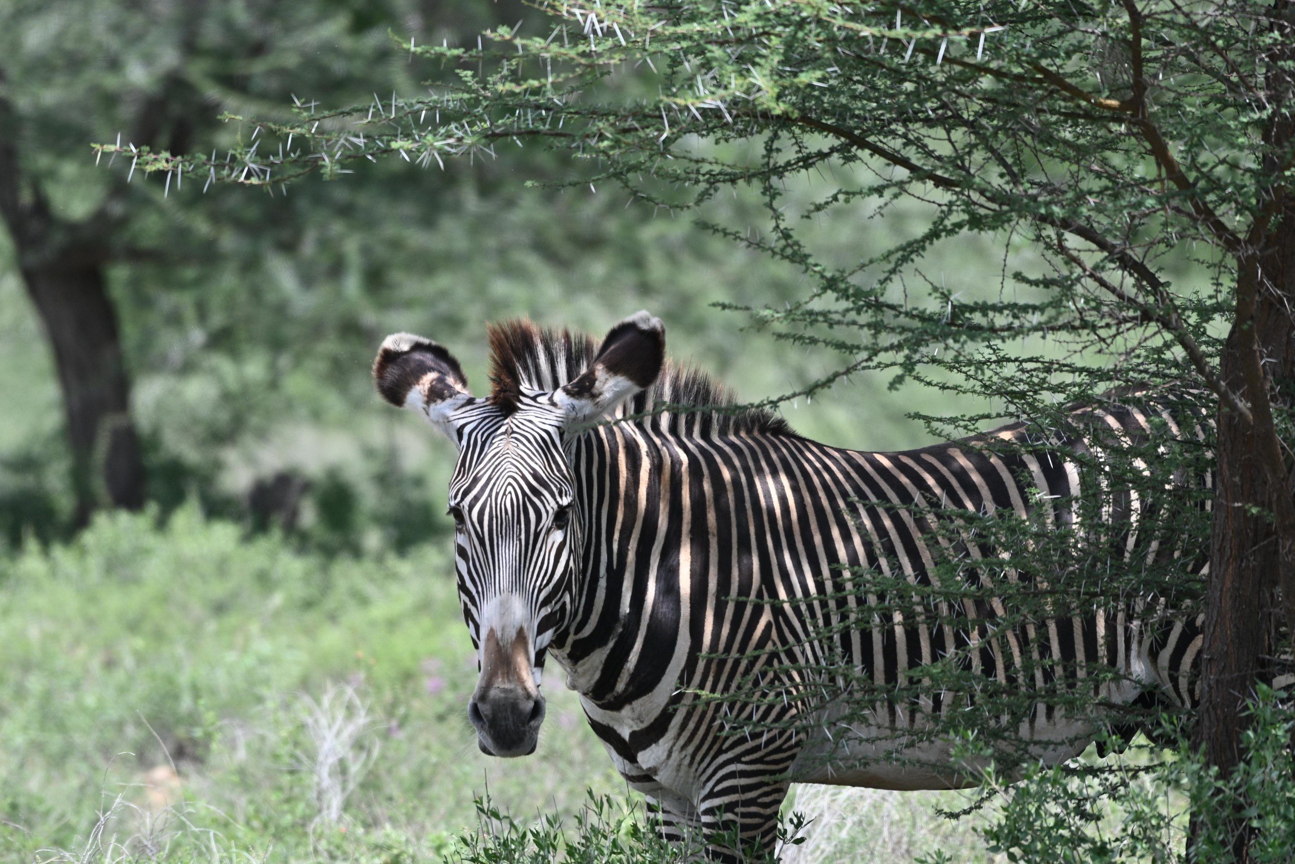 Üppiges Grün an den Mzima Springs